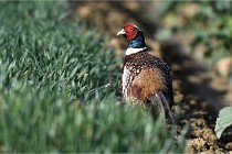 Faisans D500 21-03-29 653   Photos ACG 2020