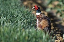 Faisans D500 21-03-29 658   Photos ACG 2020