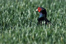 Faisans D500 21-03-29 661   Photos ACG 2020