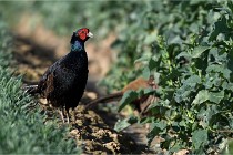 Faisans D500 21-03-29 680   Photos ACG 2020