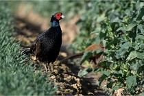 Faisans D500 21-03-29 682   Photos ACG 2020