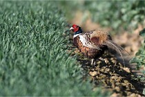 Faisans D500 21-03-29 709   Photos ACG 2020