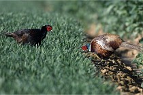 Faisans D500 21-03-29 715   Photos ACG 2020