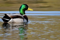 Grouchy D500 21-04-21 007   Photos ACG 2021