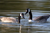 Grouchy D500 21-04-21 022   Photos ACG 2021