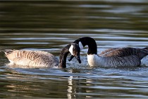 Grouchy D500 21-04-21 024   Photos ACG 2021