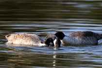 Grouchy D500 21-04-21 025   Photos ACG 2021