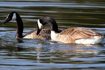 Grouchy D500 21-04-21 032   Photos ACG 2021