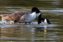 Grouchy D500 21-04-21 043  01  Photos ACG 2021