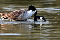 Grouchy D500 21-04-21 044   Photos ACG 2021