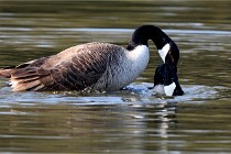 Grouchy D500 21-04-21 047   Photos ACG 2021