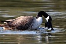 Grouchy D500 21-04-21 048   Photos ACG 2021