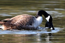 Grouchy D500 21-04-21 049   Photos ACG 2021