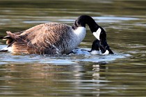 Grouchy D500 21-04-21 051   Photos ACG 2021