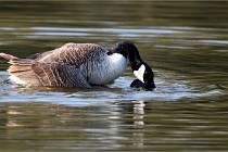 Grouchy D500 21-04-21 055   Photos ACG 2021