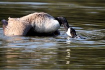 Grouchy D500 21-04-21 059   Photos ACG 2021