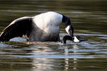 Grouchy D500 21-04-21 064   Photos ACG 2021