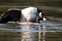 Grouchy D500 21-04-21 065   Photos ACG 2021