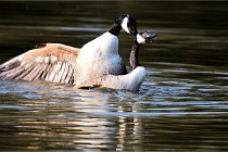 Grouchy D500 21-04-21 069   Photos ACG 2021