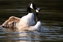 Grouchy D500 21-04-21 070   Photos ACG 2021