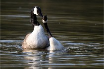 Grouchy D500 21-04-21 076   Photos ACG 2021