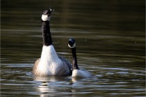 Grouchy D500 21-04-21 077   Photos ACG 2021