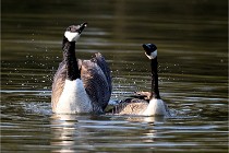 Grouchy D500 21-04-21 078   Photos ACG 2021