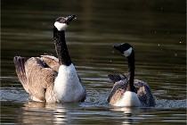 Grouchy D500 21-04-21 084   Photos ACG 2021