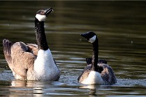 Grouchy D500 21-04-21 085   Photos ACG 2021