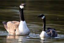 Grouchy D500 21-04-21 087   Photos ACG 2021