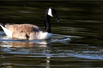 Grouchy D500 21-04-21 101   Photos ACG 2021