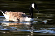 Grouchy D500 21-04-21 102   Photos ACG 2021