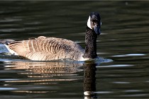 Grouchy D500 21-04-21 110   Photos ACG 2021