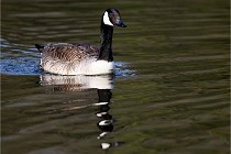 Grouchy D500 21-04-21 149   Photos ACG 2021