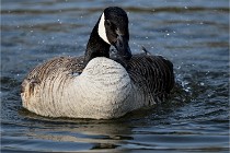 Grouchy D500 21-04-21 165   Photos ACG 2021