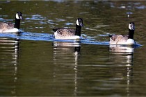 Grouchy D500 21-04-21 166   Photos ACG 2021