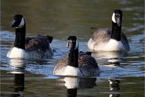 Grouchy D500 21-04-21 177   Photos ACG 2021