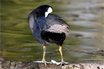 Grouchy D500 21-04-21 181   Photos ACG 2021