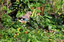 Grouchy D500 21-04-21 199   Photos ACG 2021