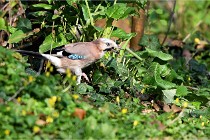 Grouchy D500 21-04-21 207   Photos ACG 2021