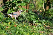 Grouchy D500 21-04-21 209   Photos ACG 2021