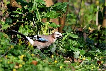 Grouchy D500 21-04-21 211   Photos ACG 2021