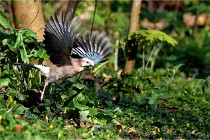 Grouchy D500 21-04-21 212   Photos ACG 2021