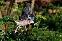 Grouchy D500 21-04-21 213   Photos ACG 2021