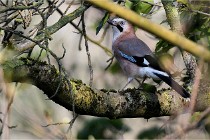 Grouchy D500 21-04-21 216   Photos ACG 2021