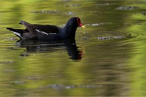 Grouchy D500 21-04-21 275   Photos ACG 2021