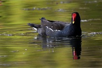 Grouchy D500 21-04-21 280   Photos ACG 2021