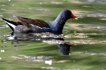 Grouchy D500 21-04-21 287   Photos ACG 2021