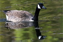 Grouchy D500 21-04-21 292   Photos ACG 2021