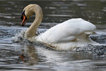 Grouchy D500 21-04-21 297   Photos ACG 2021